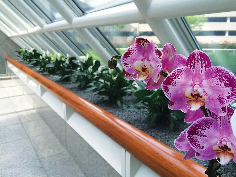 Professional residential landscaping for residential properties in Houston, TX by Texas Tropical Plants