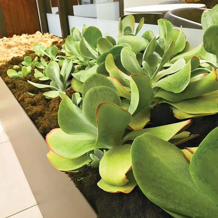 Affordable outdoor landscaping for homes across Houston, TX - Texas Tropical Plants