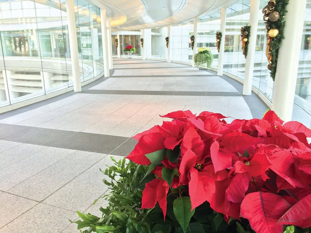 Custom lawn care service for residential properties across Houston, TX - Texas Tropical Plants