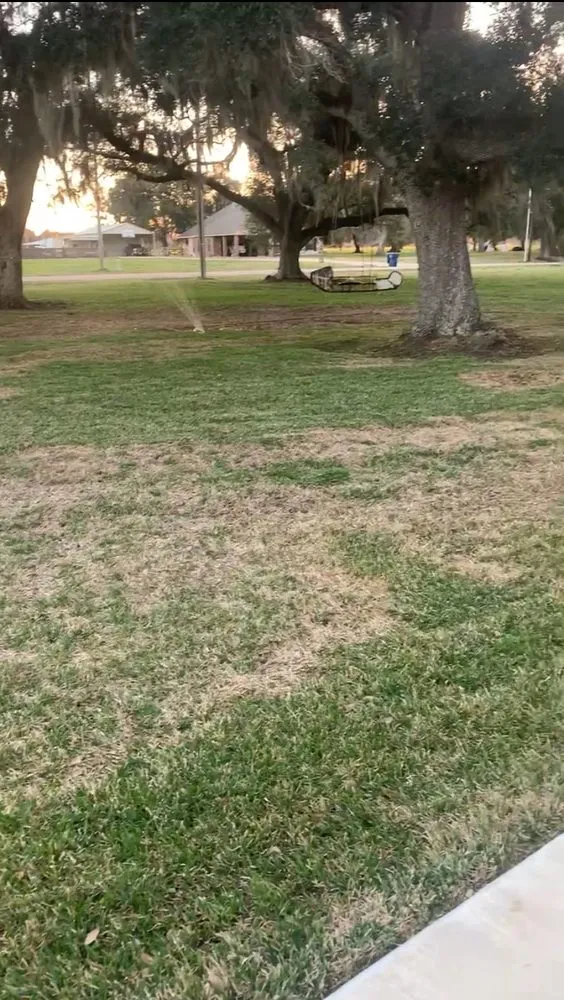 Reliable yard maintenance for residential properties in Richmond, TX by Texas Turf Specialists