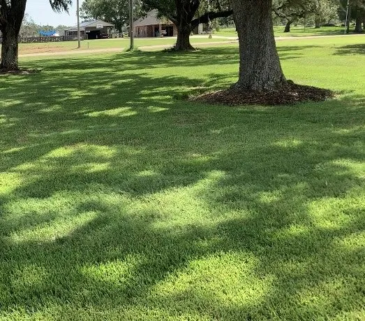 Local lawn mowing service in Richmond, TX - Texas Turf Specialists