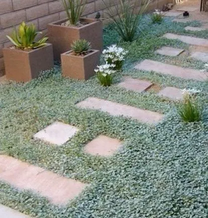 Custom residential landscaping for year-round maintenance in San Marcos, TX by Texicangal Landscape & Design