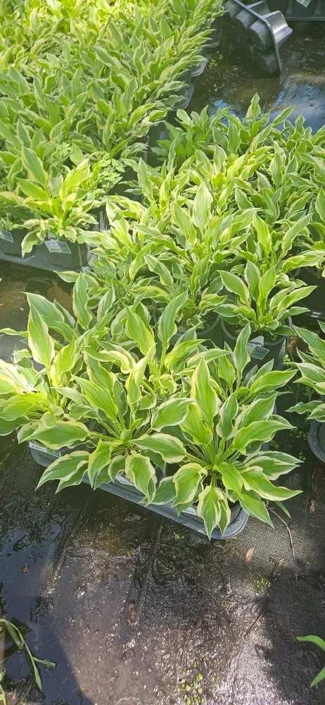 Reliable lawn mowing service in Valrico, FL by Tezna Landscaping And Trees