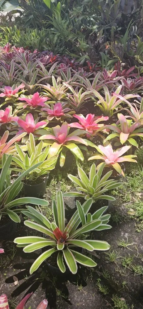 Top-rated residential landscaping experts serving Valrico, FL - Tezna Landscaping And Trees