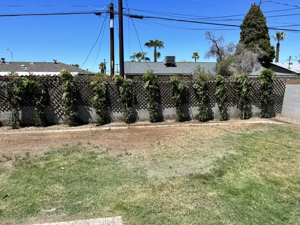 Affordable lawn care service in Scottsdale, AZ by TFP Landscaping