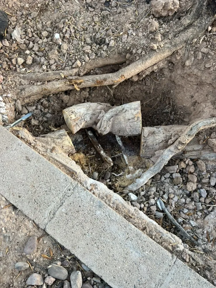 Custom yard maintenance in Scottsdale, AZ by TFP Landscaping