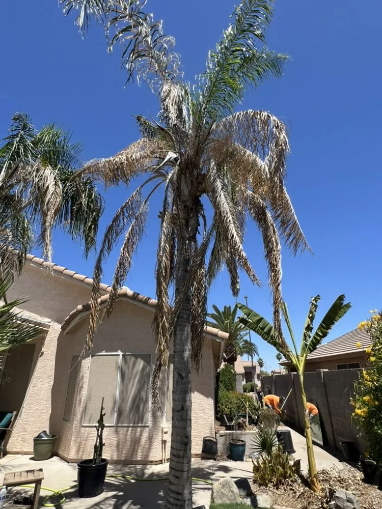 Top-rated garden landscaping in Scottsdale, AZ - TFP Landscaping