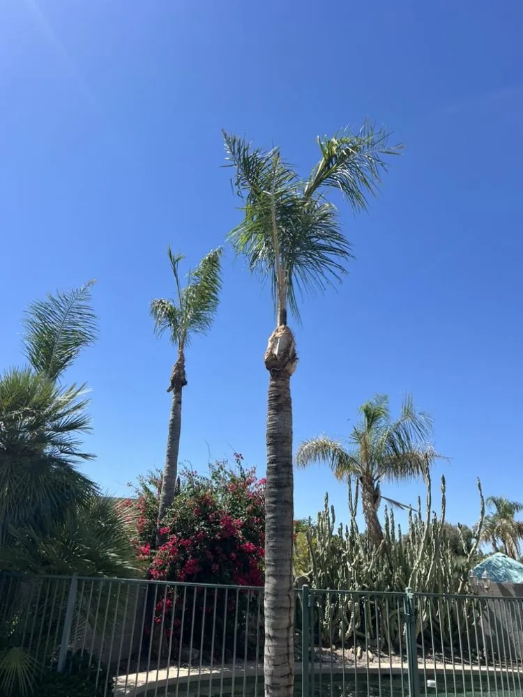 Custom landscape design with custom design across Scottsdale, AZ - TFP Landscaping