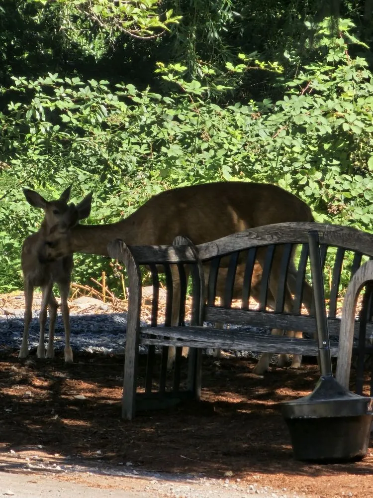 Affordable lawn mowing service in Battle Ground, WA by TG Blessing Landscaping