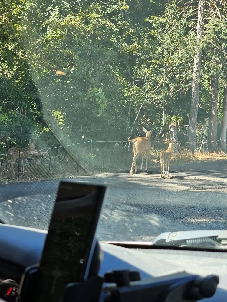 Professional landscape installation experts serving Battle Ground, WA - TG Blessing Landscaping