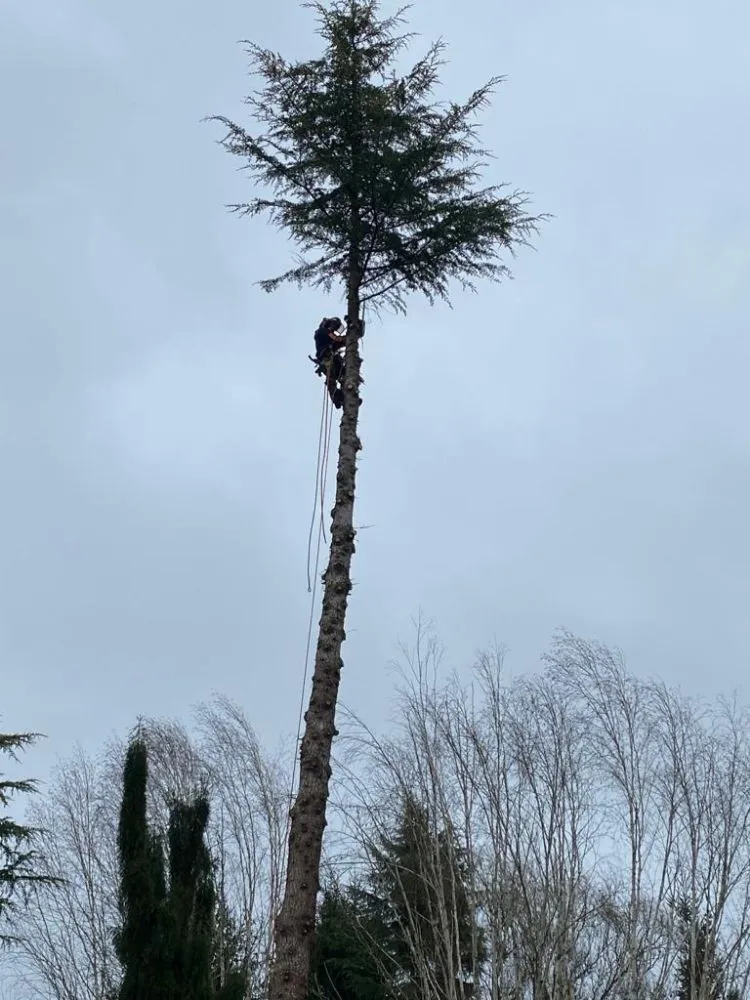 Local lawn care service with custom design across Battle Ground, WA - TG Lawn Service