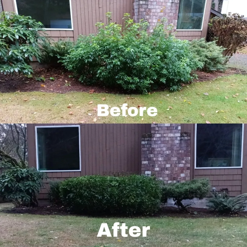Trusted yard cleanup service in Lacey, WA by TGG Services