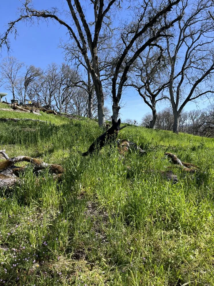 Top-rated residential landscaping with custom design in Kelseyville, CA by Tgls Property Services