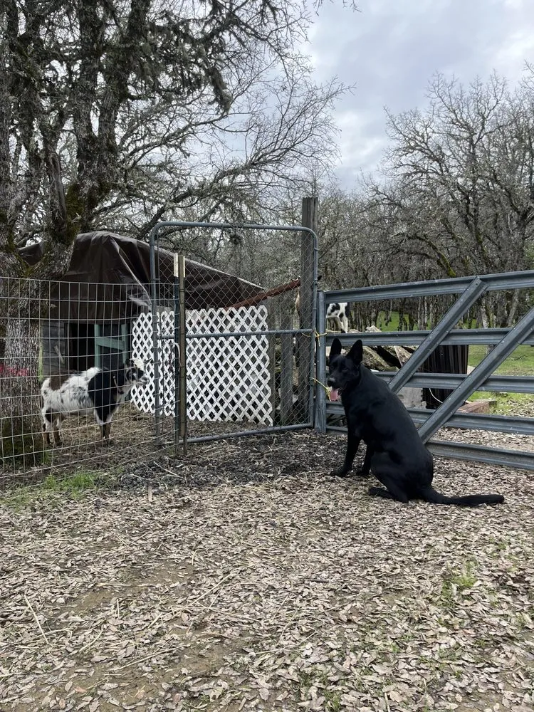 Custom yard cleanup service for beautiful yards in Kelseyville, CA by Tgls Property Services