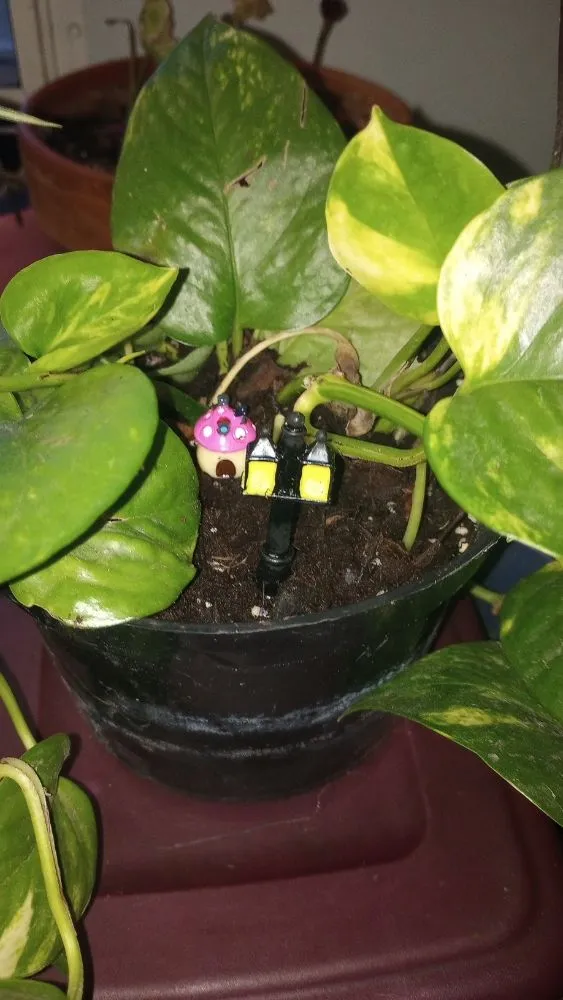 Reliable residential landscaping for beautiful yards across Corsicana, TX - TH Collins Services