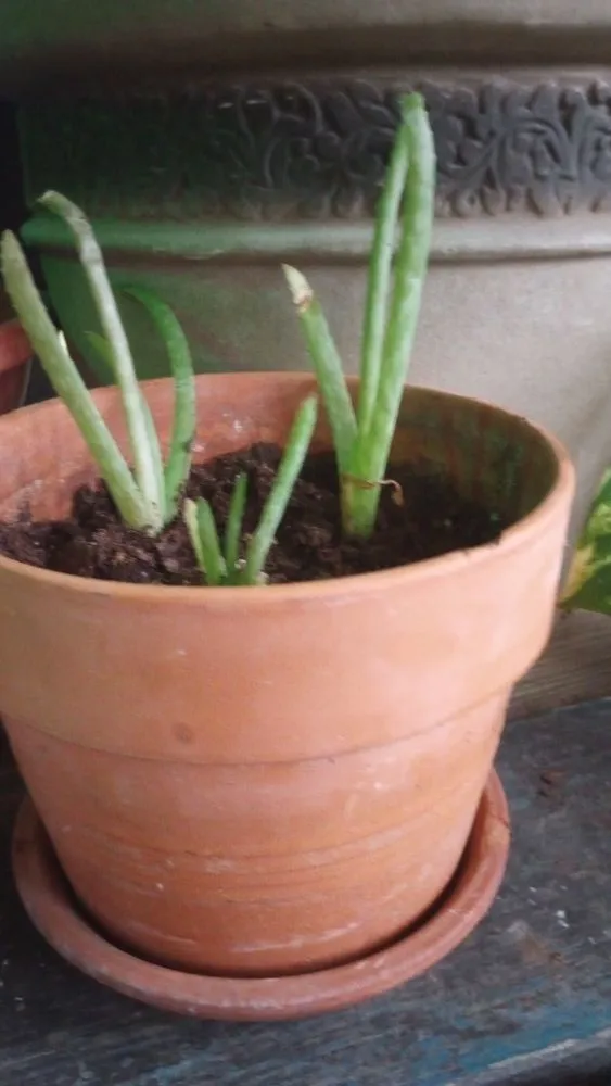 Expert outdoor landscaping with custom design across Corsicana, TX - TH Collins Services