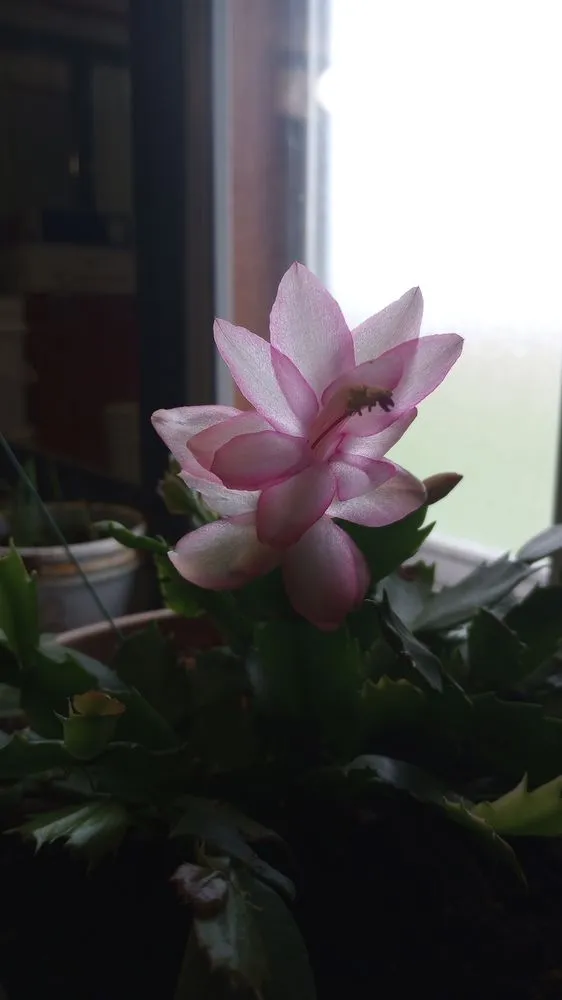 Affordable landscaping services in Corsicana, TX by TH Collins Services