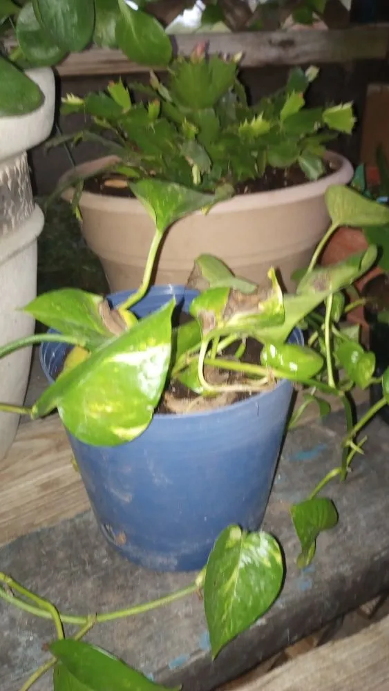 Professional landscaping services in Corsicana, TX - TH Collins Services