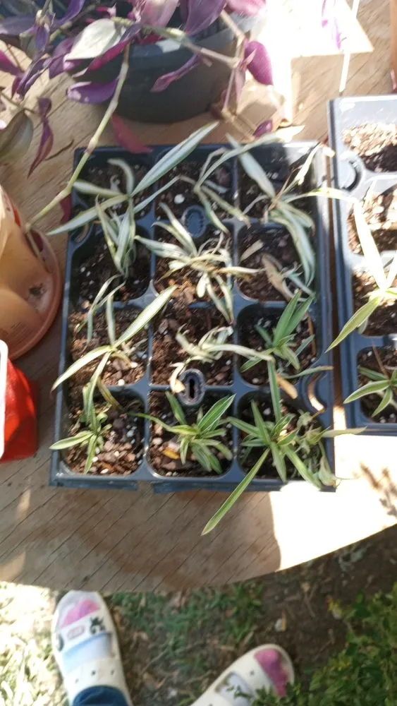 Trusted yard cleanup service experts serving Corsicana, TX - TH Collins Services