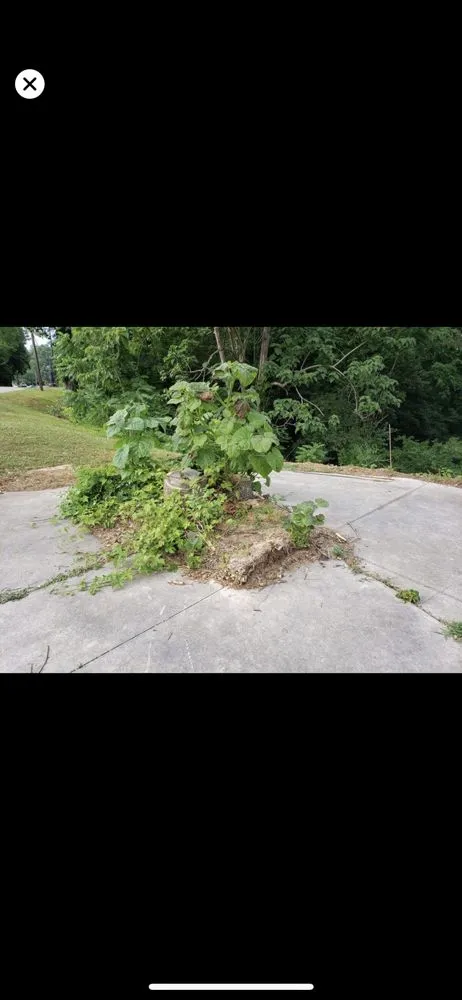 Trusted residential landscaping in Union Grove, NC - Thacker's Tree Services