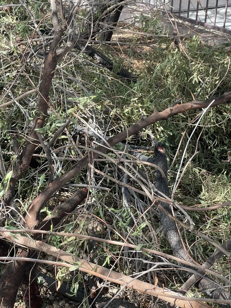 Top-rated residential landscaping in Las Vegas, NV - Thanx Bubba