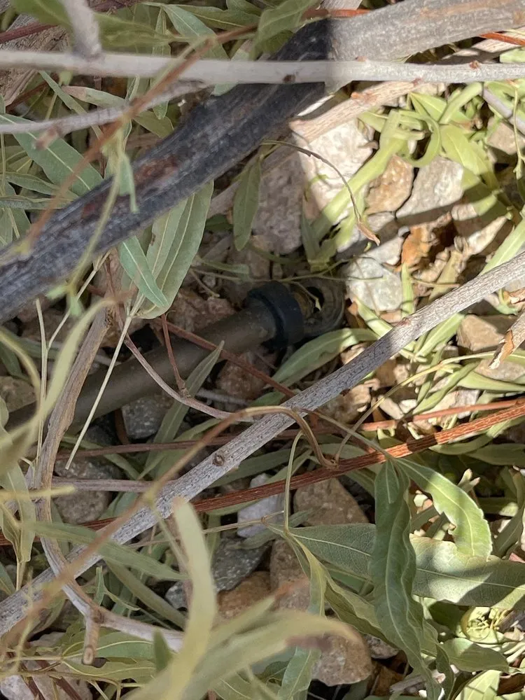 Custom yard cleanup service for year-round maintenance across Las Vegas, NV - Thanx Bubba