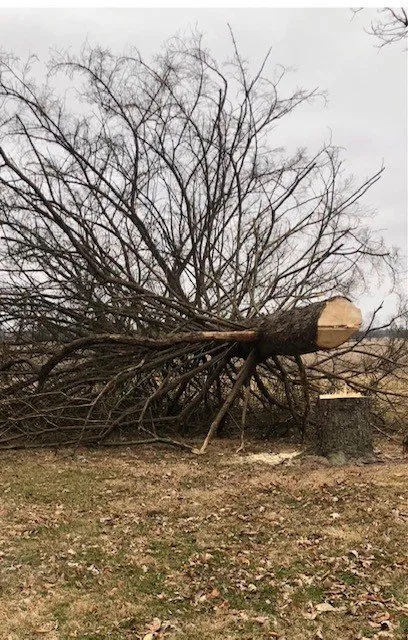 Local landscape design in Shelbyville, IN - Tharp's Lawn Care & Tree Service