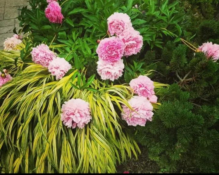 Trusted yard cleanup service in Gowen, MI - That Garden Girl