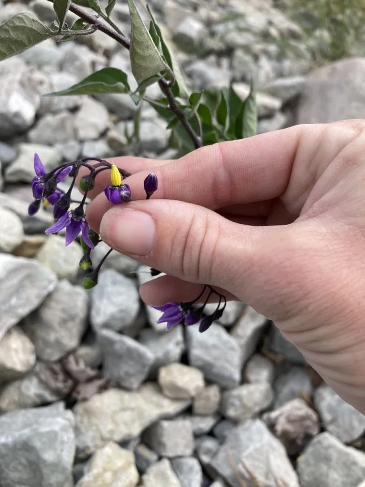 Professional yard maintenance in Gowen, MI - That Garden Girl