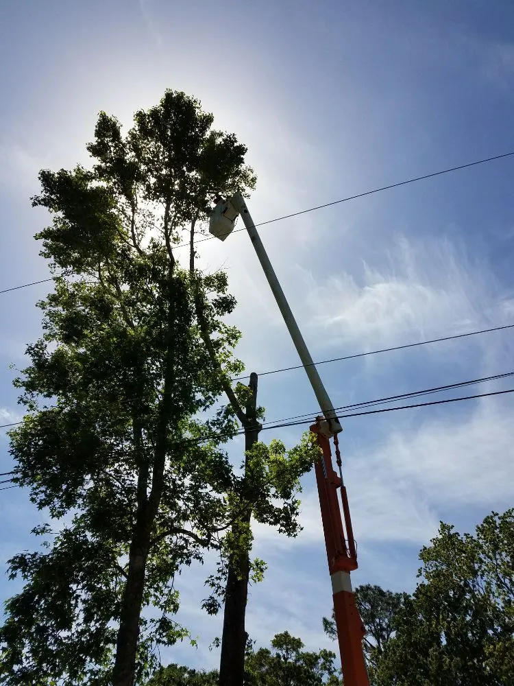 Top-rated yard maintenance in St. Augustine, FL - That Girl Lawn Care & Landscaping Design