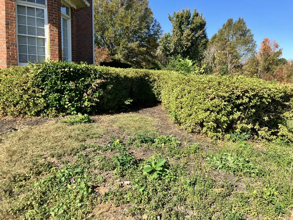 Professional yard cleanup service in Spartanburg, SC by That guy landscaping