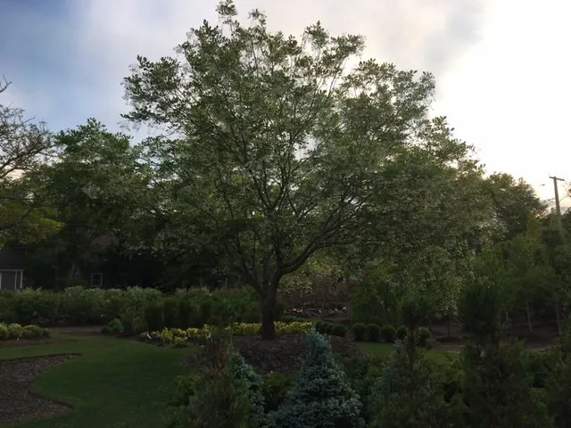 Expert outdoor landscaping experts serving Milton, MA - Thayer Nursery