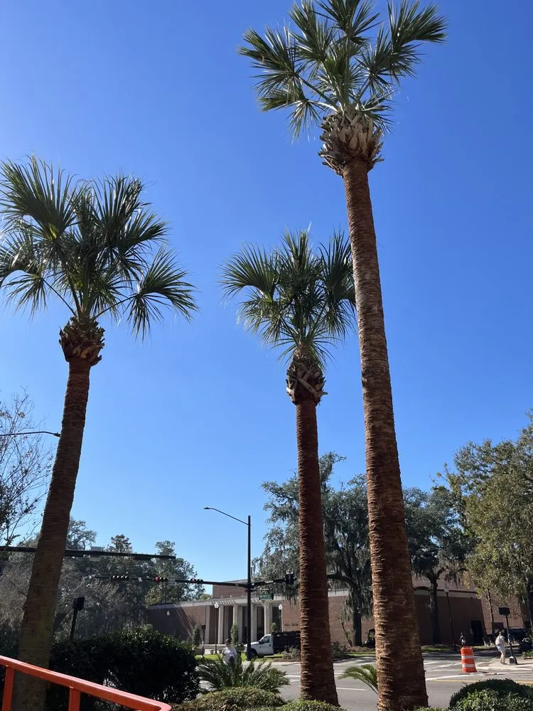 Local yard cleanup service experts serving Keystone Heights, FL - Thaysen Land services