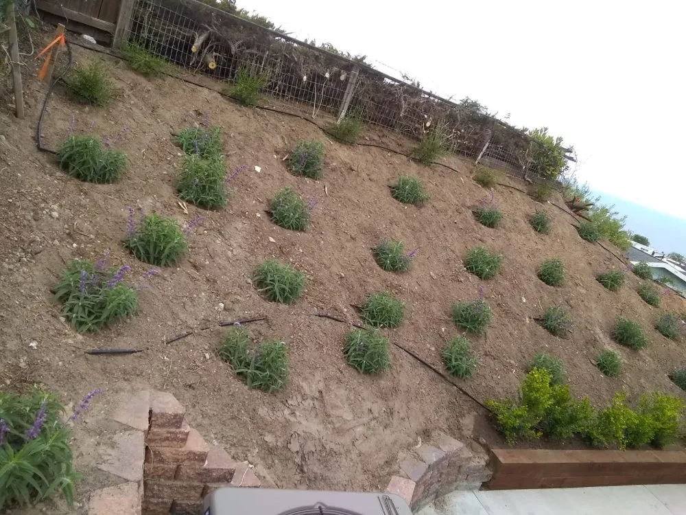 Expert yard maintenance experts serving San Fernando Valley, CA - The A Team Landscape