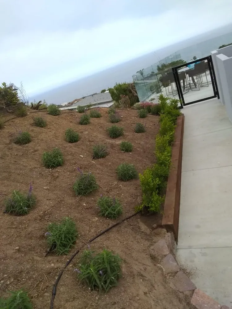 Local yard cleanup service experts serving San Fernando Valley, CA - The A Team Landscape