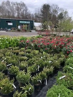 Reliable landscape installation for year-round maintenance across West Bridgewater, MA - The Angels Garden