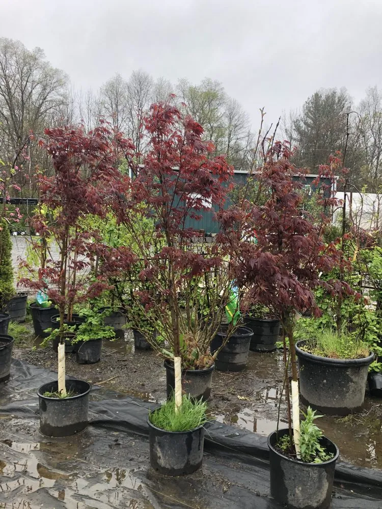 Top-rated lawn care service for outdoor upgrades across West Bridgewater, MA - The Angels Garden