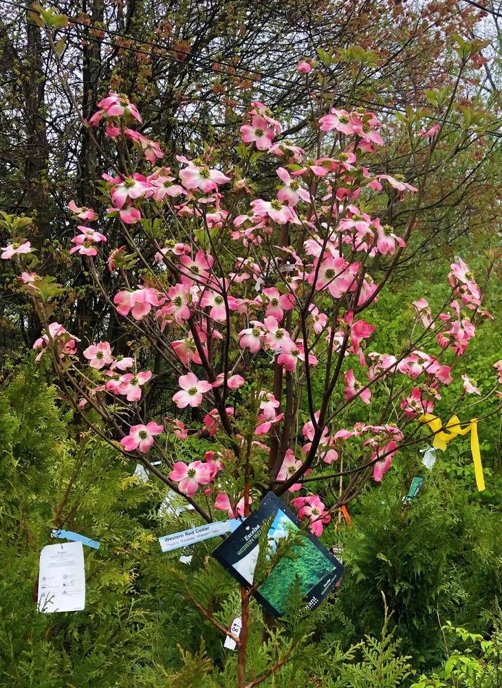 Affordable lawn mowing service in West Bridgewater, MA - The Angels Garden