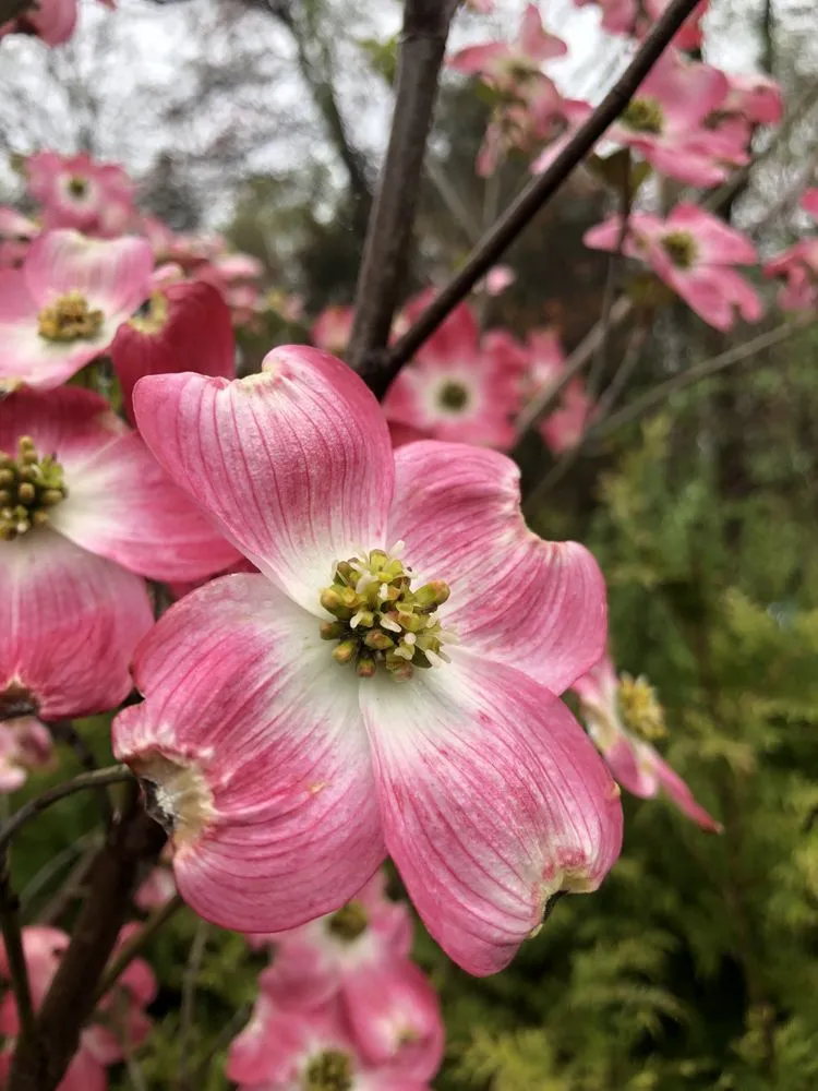 Expert outdoor landscaping for year-round maintenance in West Bridgewater, MA by The Angels Garden