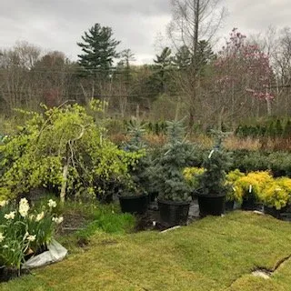 Professional yard cleanup service experts serving West Bridgewater, MA - The Angels Garden