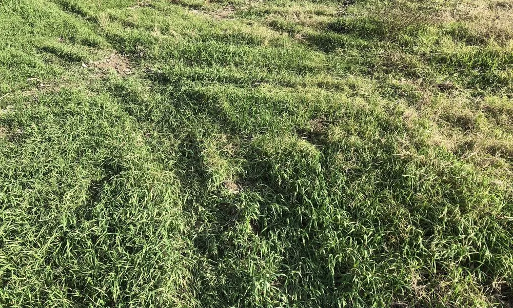 Reliable yard maintenance experts serving Webster, TX - The Arbor Experts