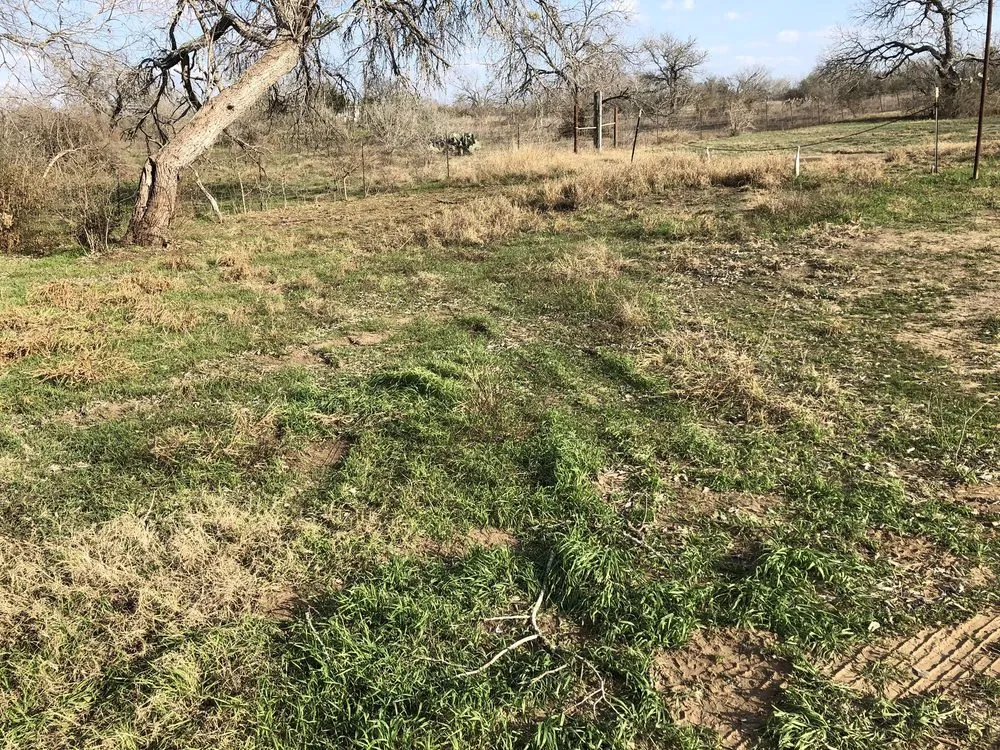 Professional landscape installation in Webster, TX by The Arbor Experts