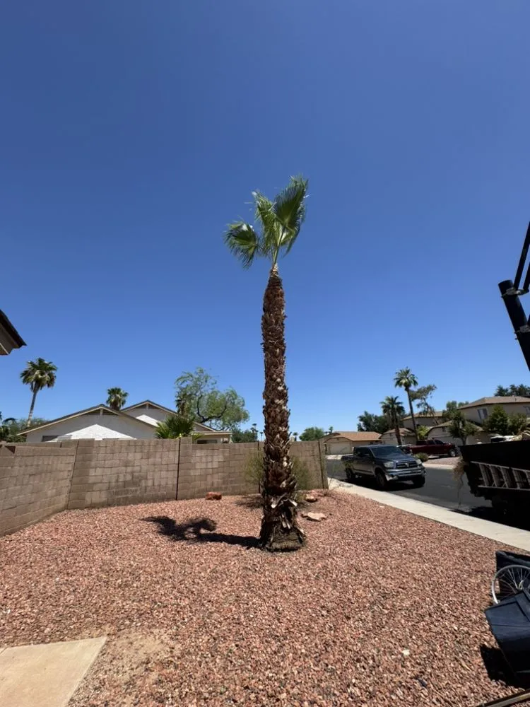 Top-rated lawn care service with custom design across Surprise, AZ - The Art Of Nature Landscaping