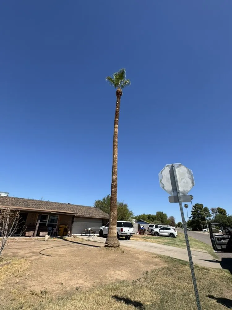 Affordable landscape design in Surprise, AZ - The Art Of Nature Landscaping