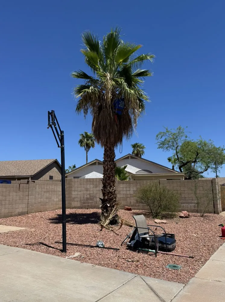 Top-rated residential landscaping in Surprise, AZ - The Art Of Nature Landscaping