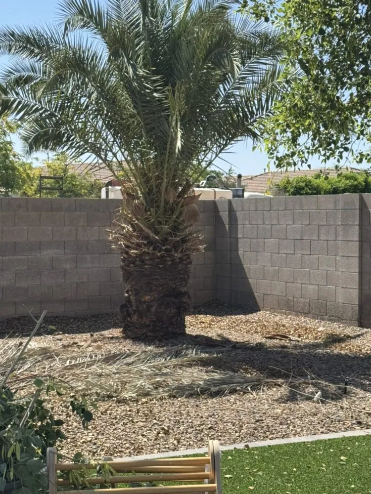 Professional landscape installation experts serving Surprise, AZ - The Art Of Nature Landscaping