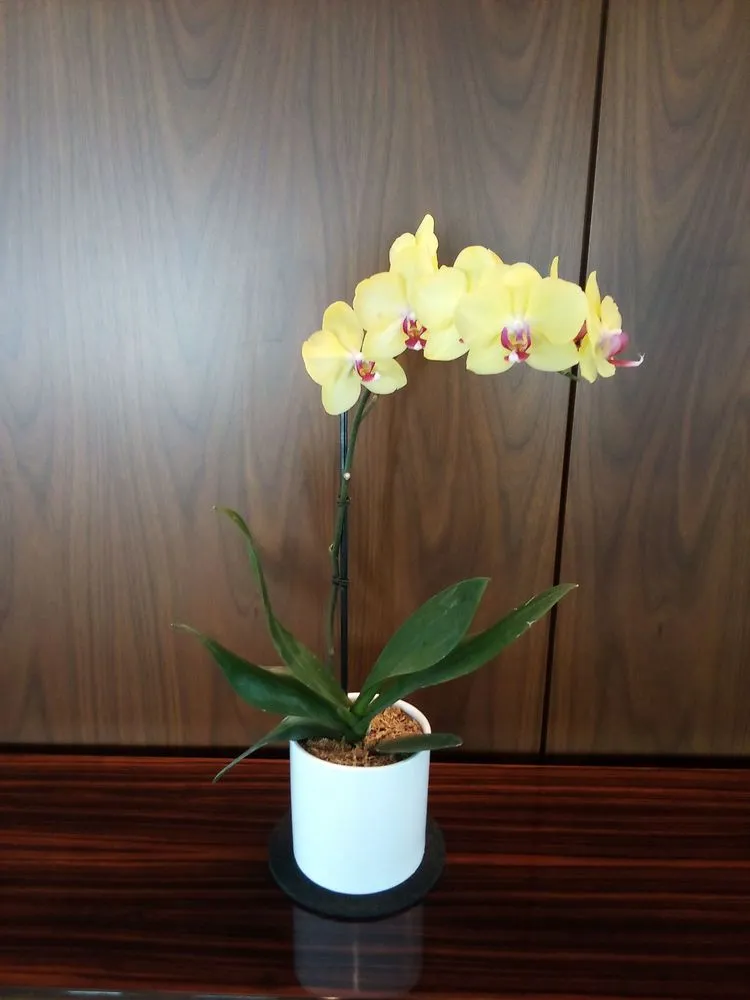 Expert yard maintenance in West Hempstead, NY - The Artisanal Gardener