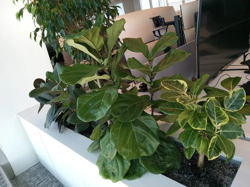 Local yard cleanup service with custom design across West Hempstead, NY - The Artisanal Gardener