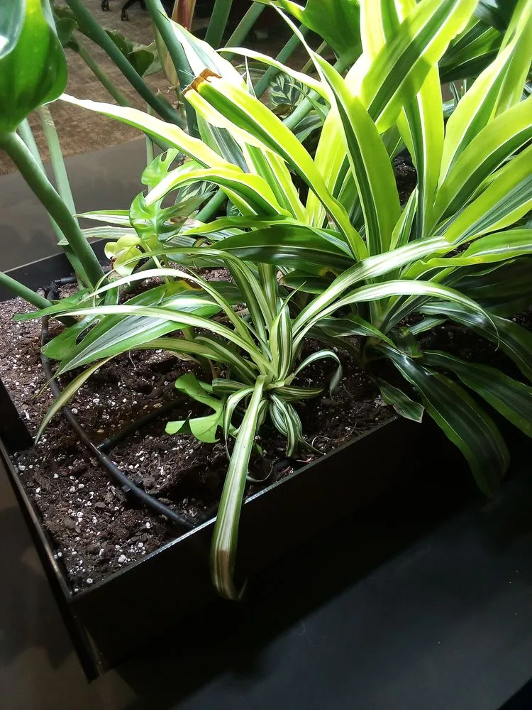 Top-rated garden landscaping in West Hempstead, NY - The Artisanal Gardener