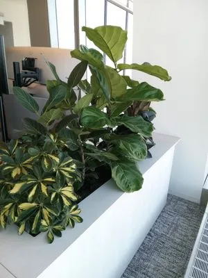 The Artisanal Gardener